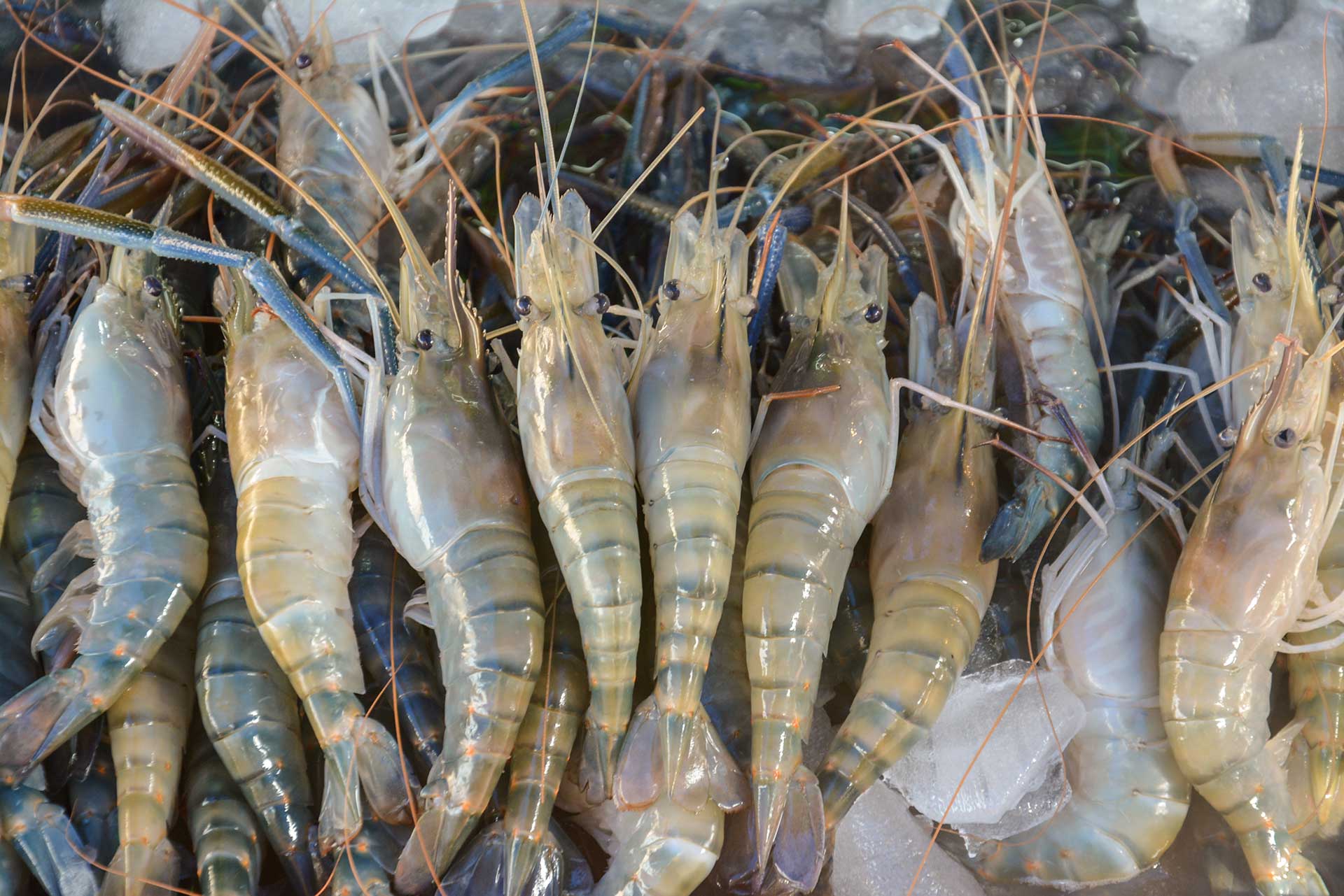 Wild vs. Farmed: Sourcing Quality Shrimp for Your Coctel de Camarones